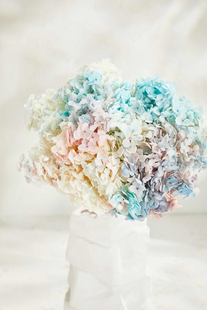 Гортензия Big size градиент