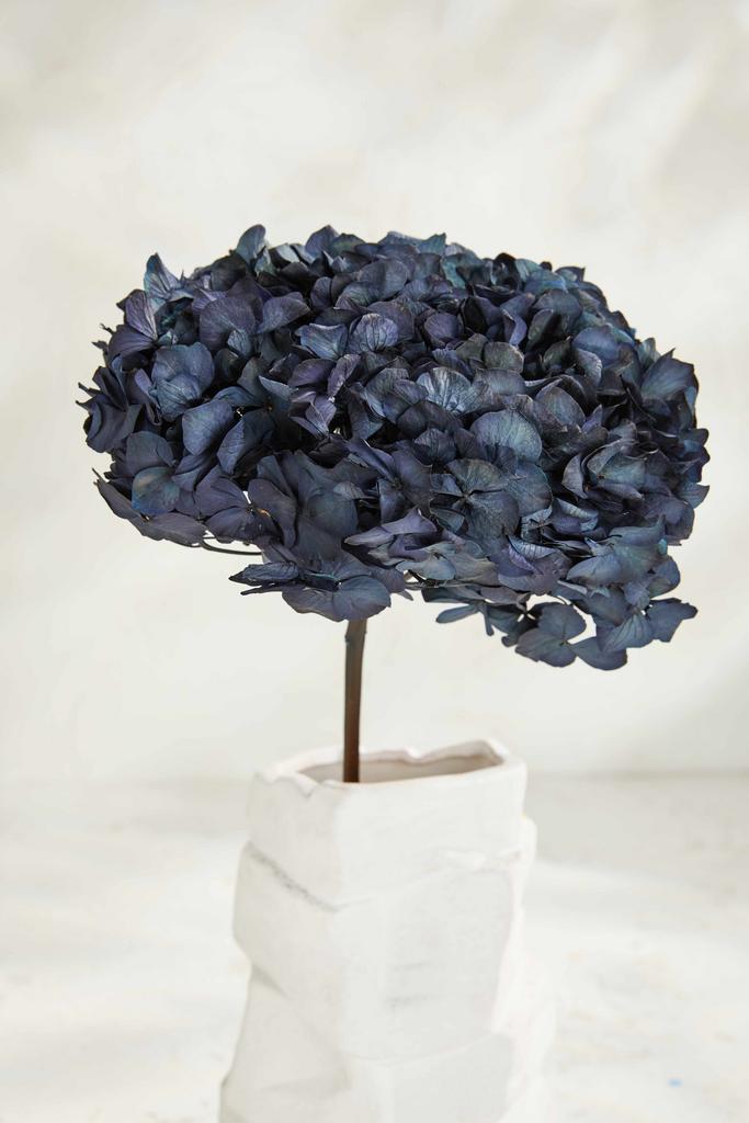 Гортензия Королевская