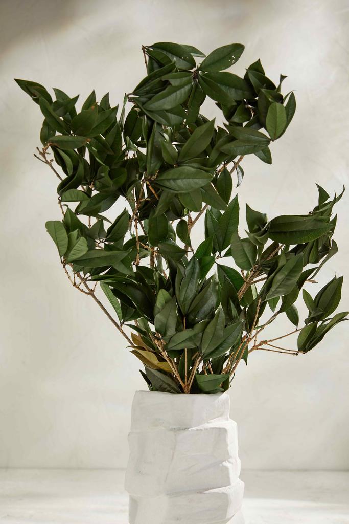 Ветки цитрусового дерева