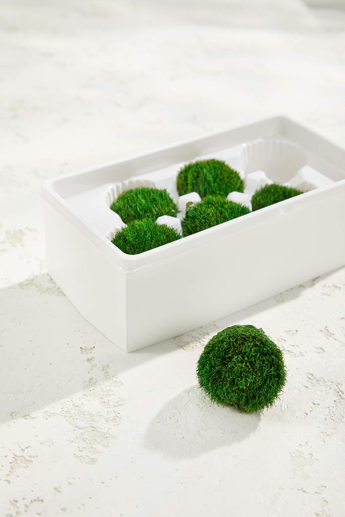 Диантус Грин Трик (6 шт. в кор.)