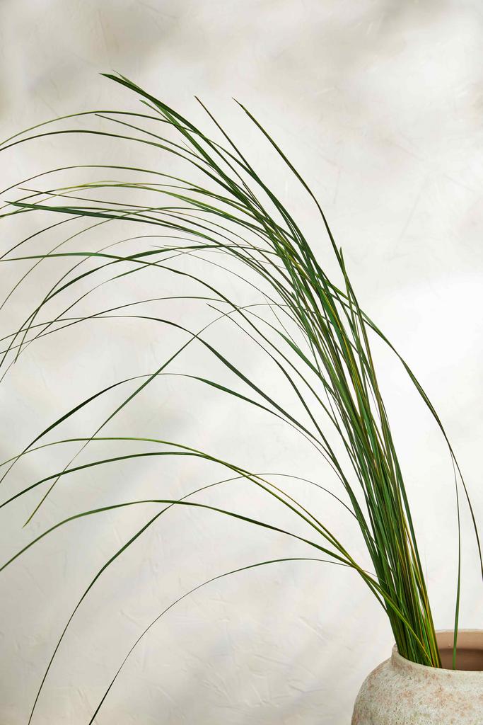 Камыш - ветки