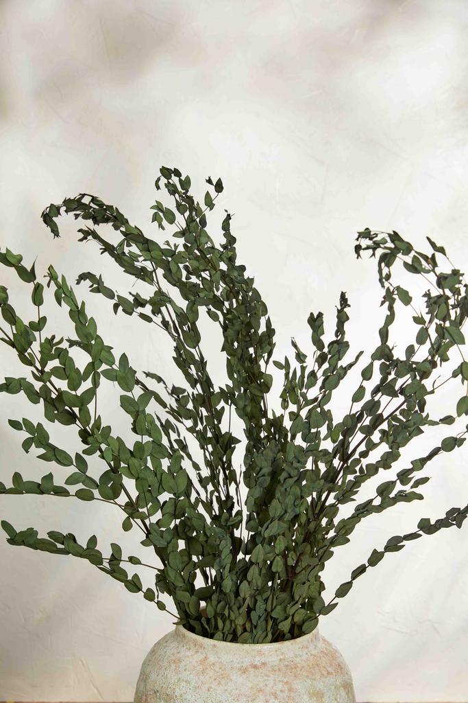 Эвкалипт Парвифолия - Дерево