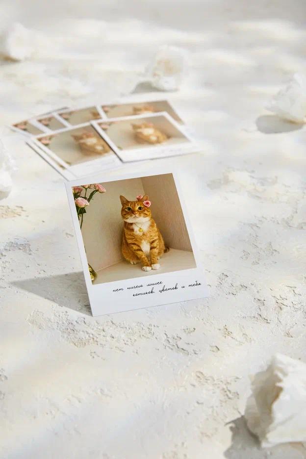 Фотокарточка "Нет ничего милее котиков, цветов и тебя" - Рыжий котик