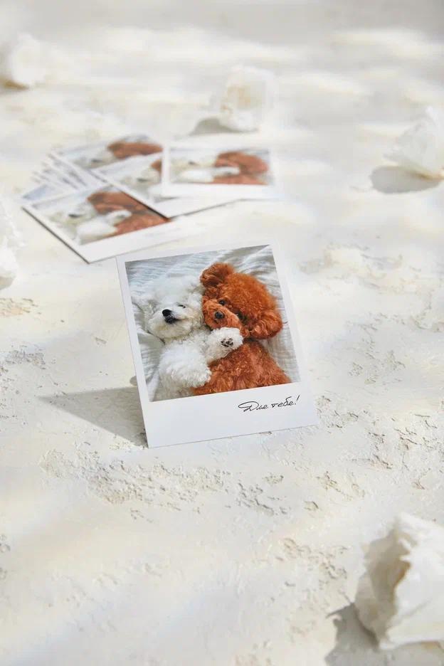 Фотокарточка "Для тебя!" - Собачки Мальтипу