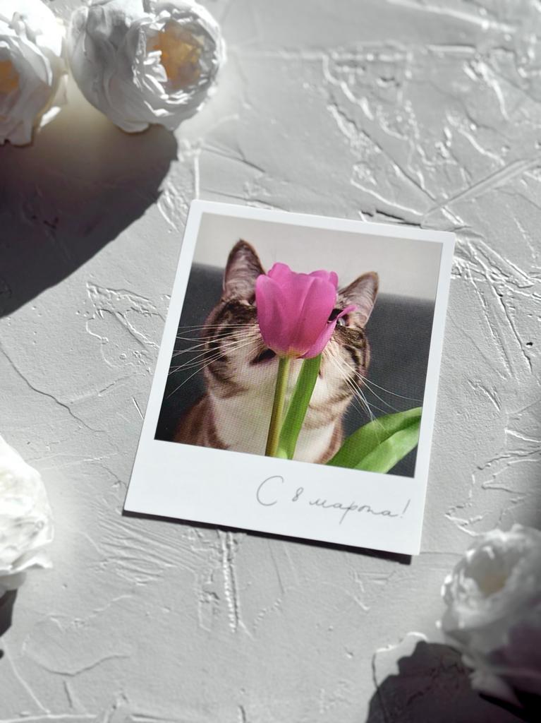Фотокарточка "С 8 марта!" - Кот с розовым тюльпаном