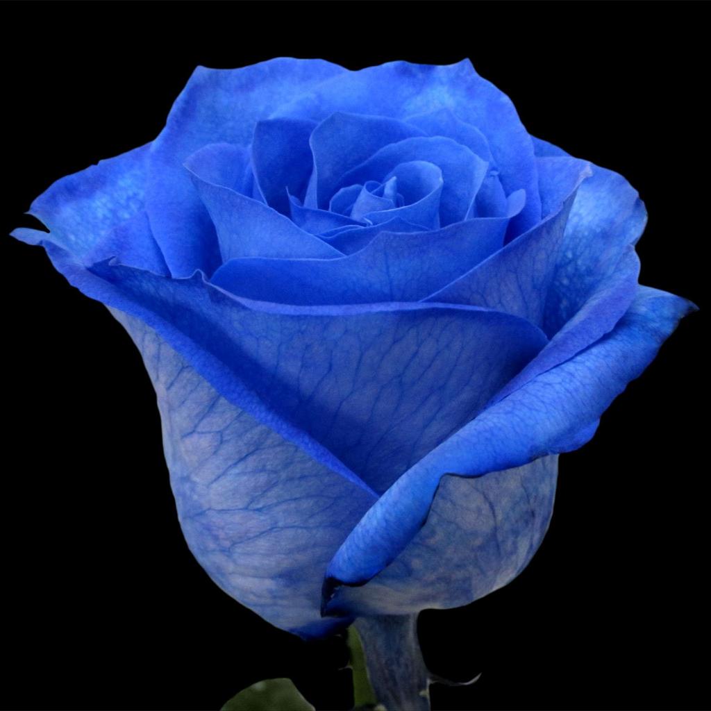 Роза  Синяя(Эквадор 70см)
