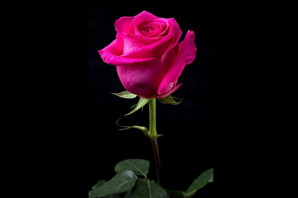 Роза Пинк флойд(Эквадор 70см)