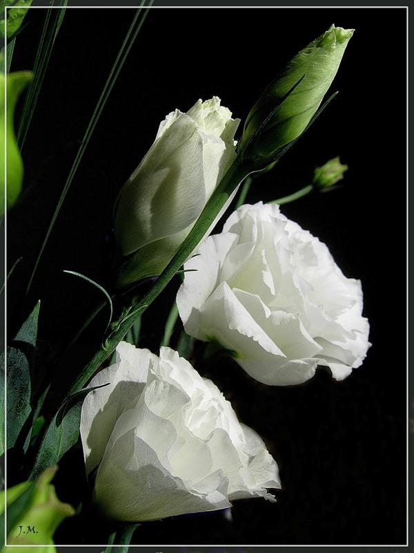 Эустома белая