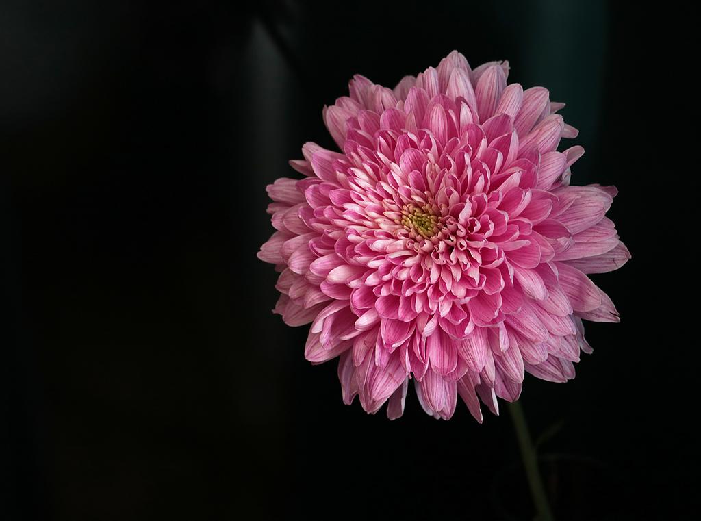 Хризантема розовая