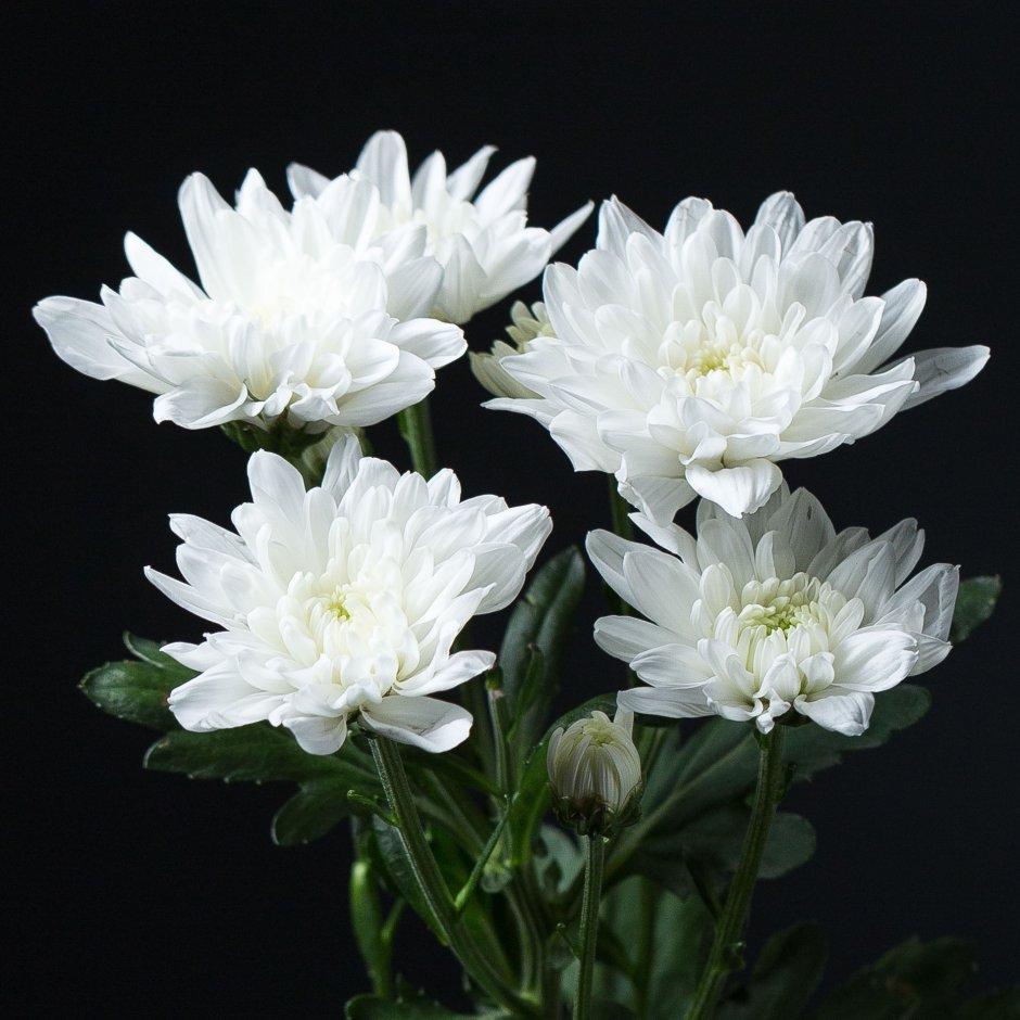 Хризантема кустовая (белая)