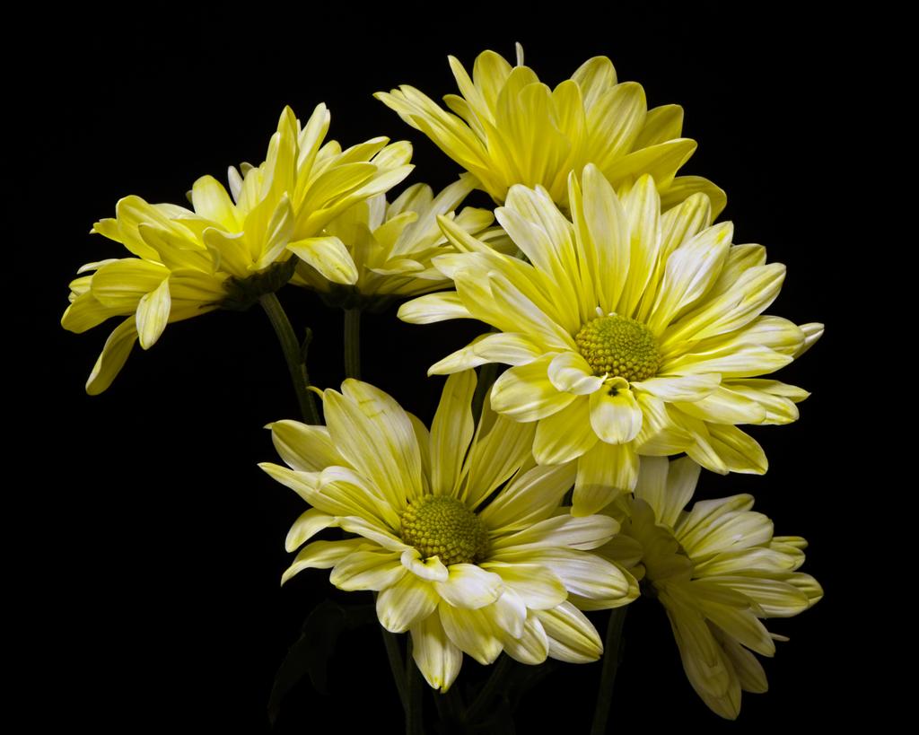 Хризантема кустовая (желтая)