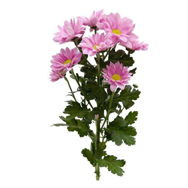 Хризантема кустовая (розовая)