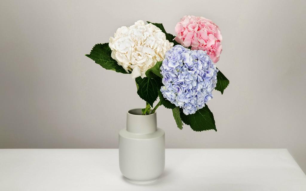 Гортензия белая (Колумбия)