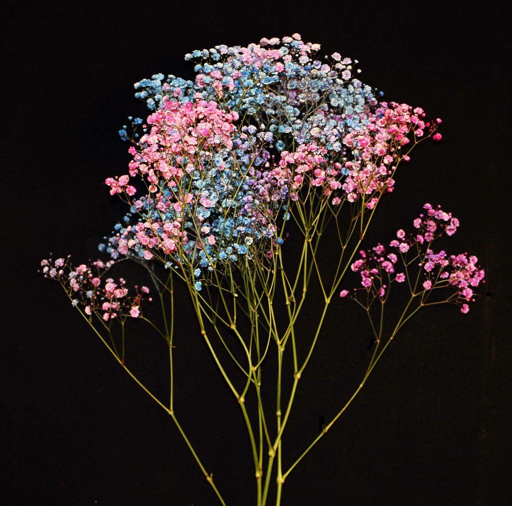 Гипсофила (радужна)