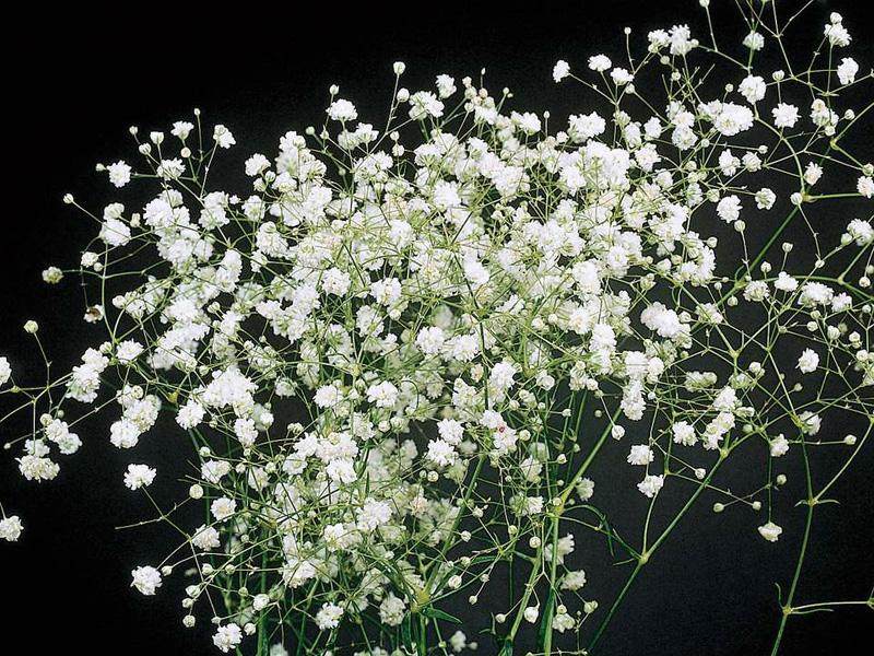 Гипсофила (белая)