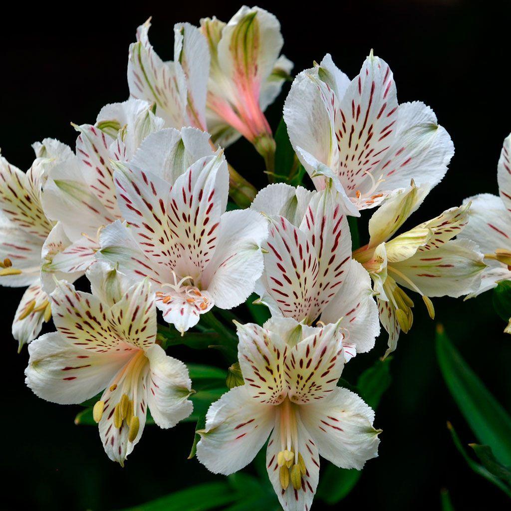 Альстромерия