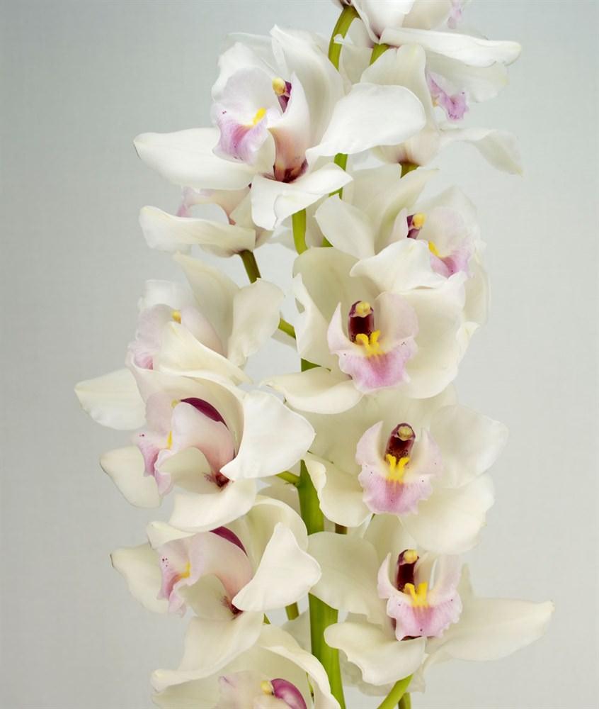 Орхидея цимбидиум (белая)