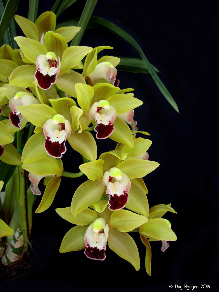 Орхидея цимбидиум