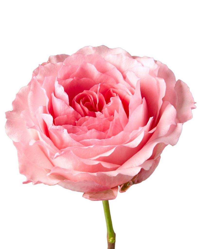 Роза Пионовидная (Эквадор 70см)