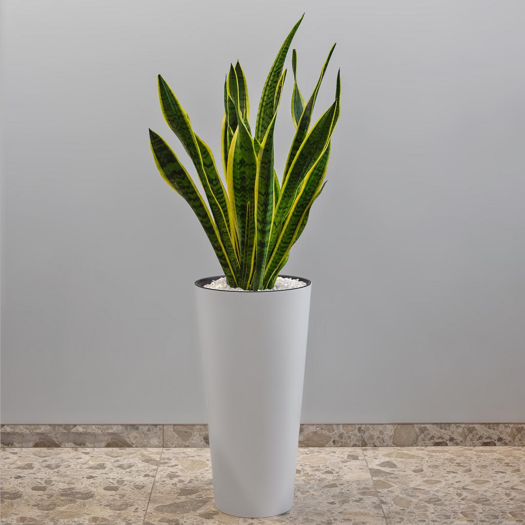 САНСЕВИЕРИЯ ЛАУРЕНТИ В КАШПО 30/120 см