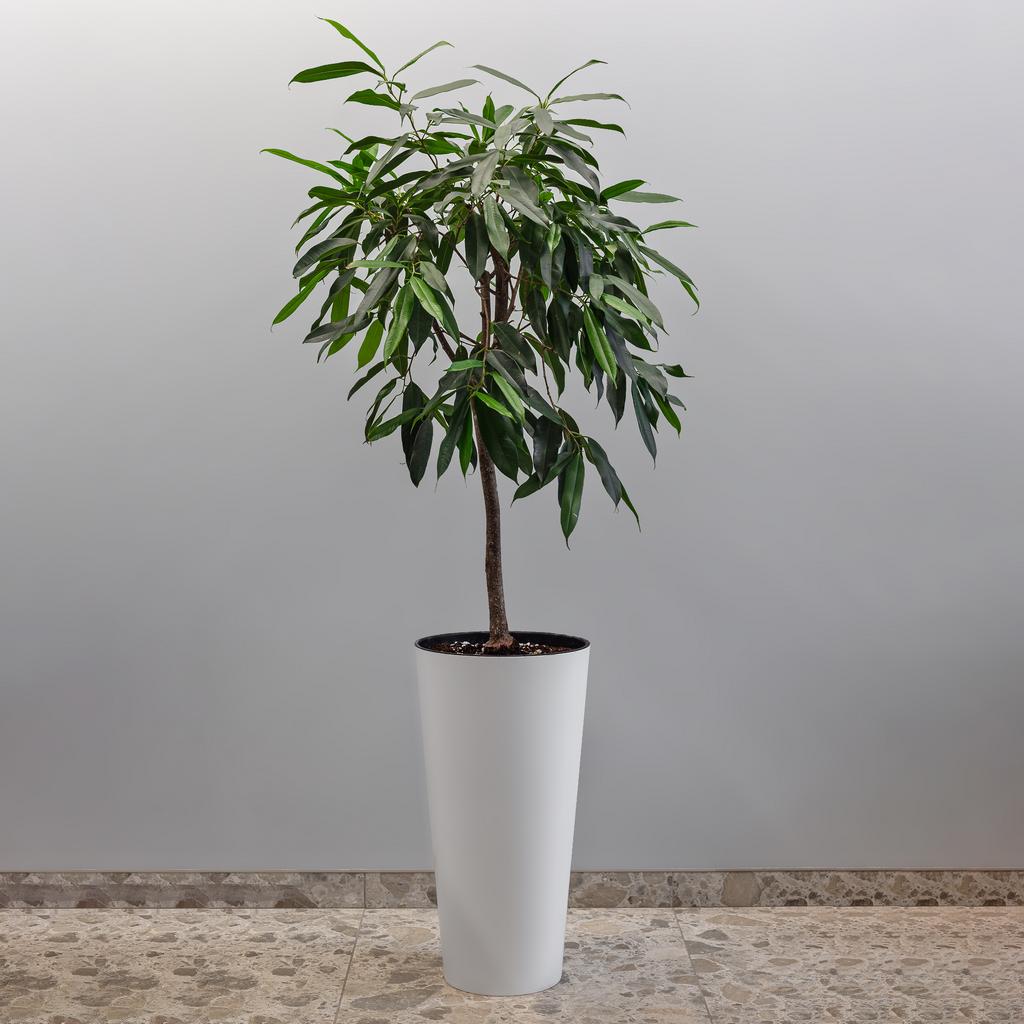 ФИКУС АЛИ В КАШПО 30/150 см