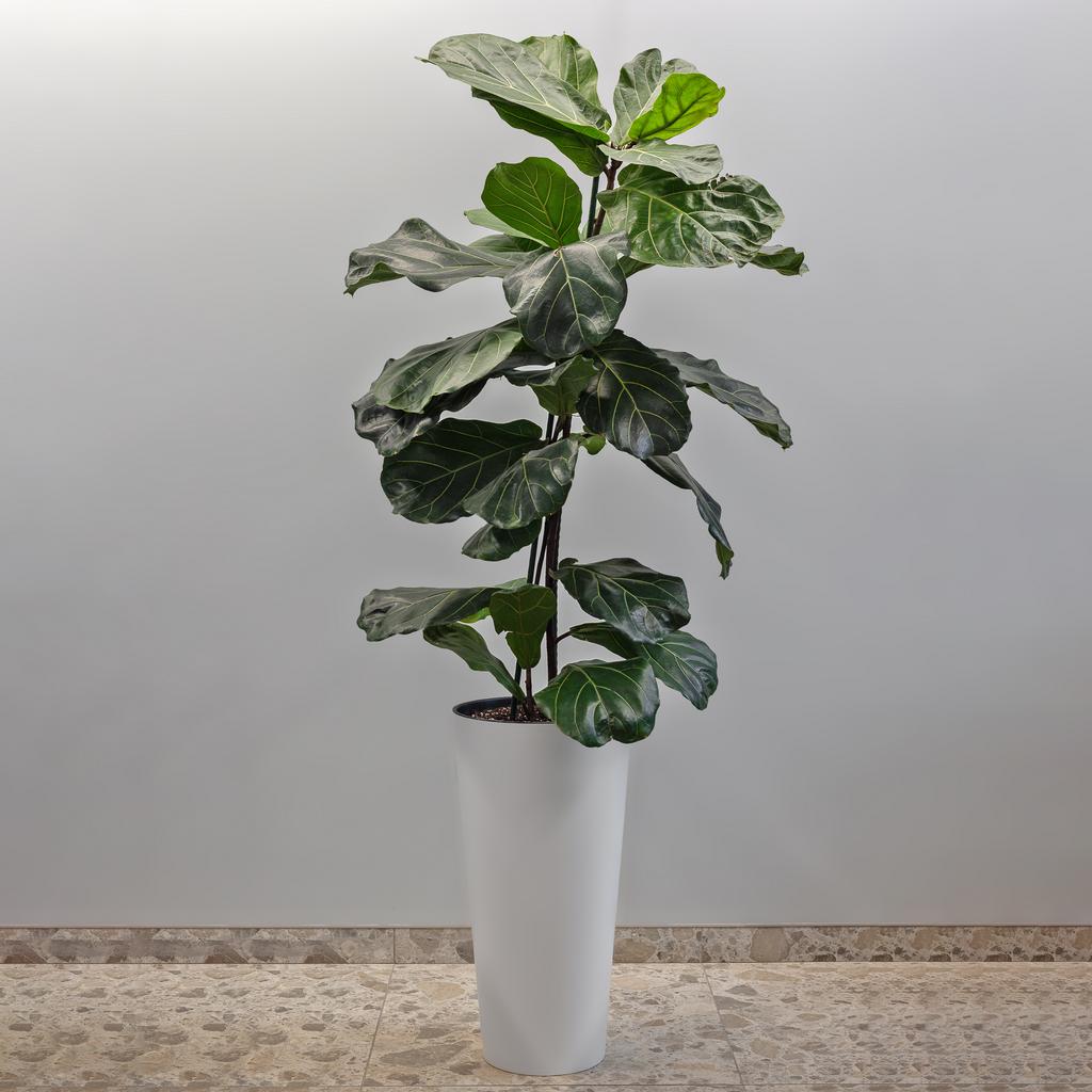 ФИКУС ЛИРАТА В КАШПО 30/170 см