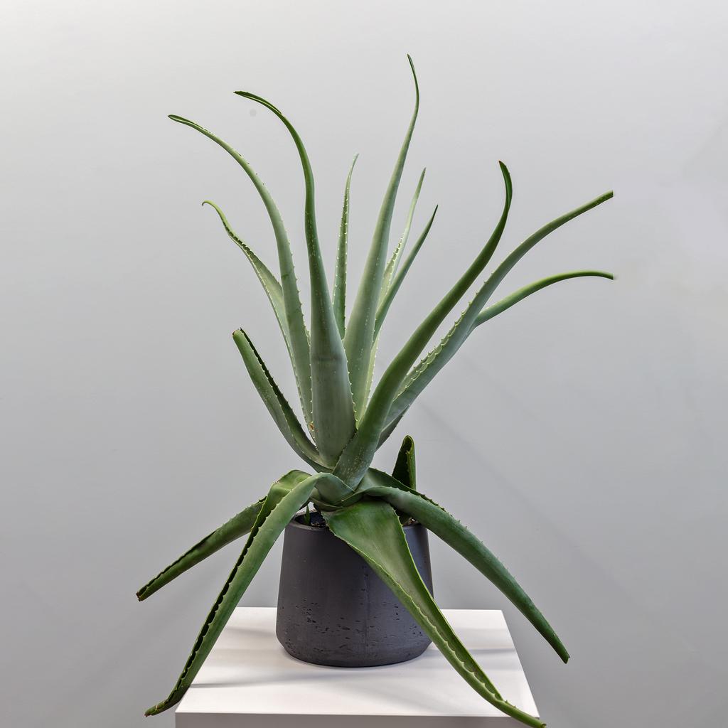 АЛОЭ В КАШПО 25/70 см