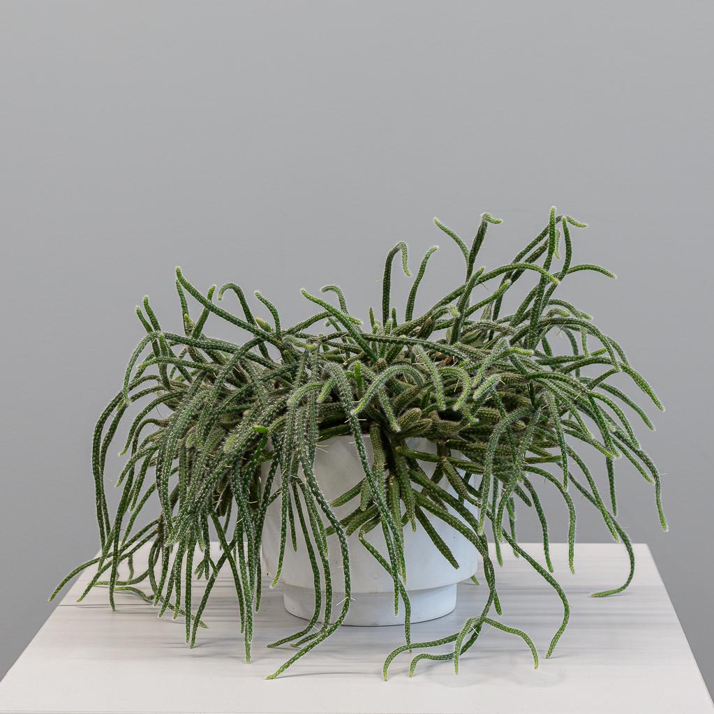 РИПСАЛИС В КАШПО 25/25 см