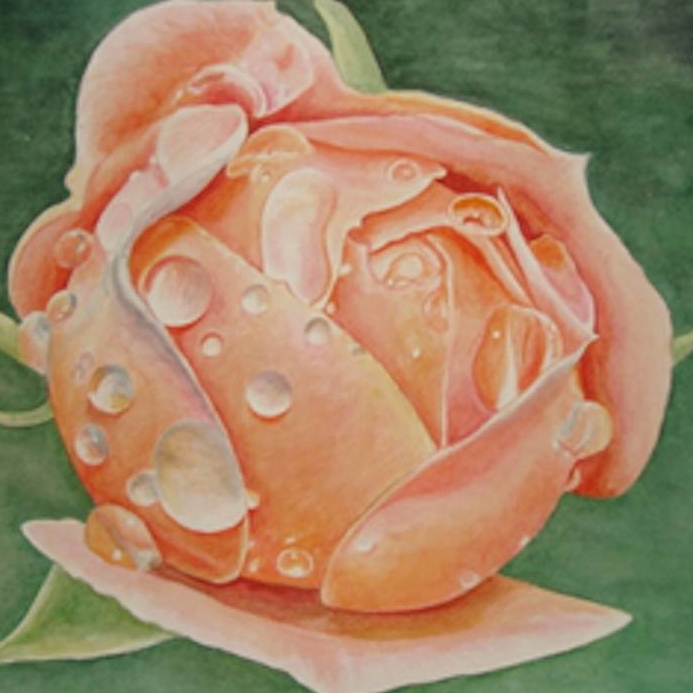 цветы акварель натюрморт роза капля росы