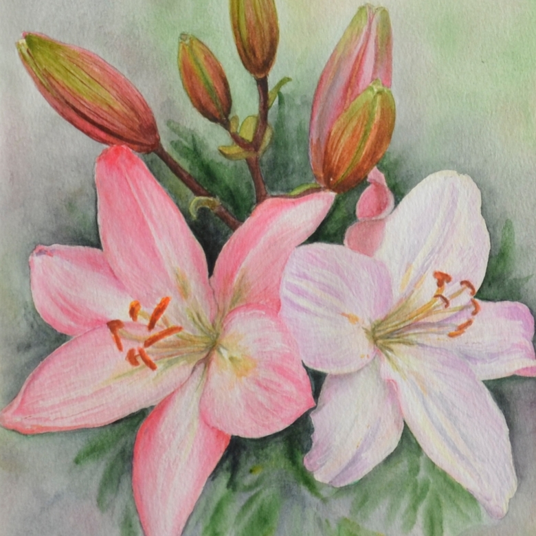 цветы акварель натюрморт лилии розовые белые нежные бутоны
