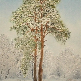 пейзаж акварель зима две сосны, лес, снег сугробы небо