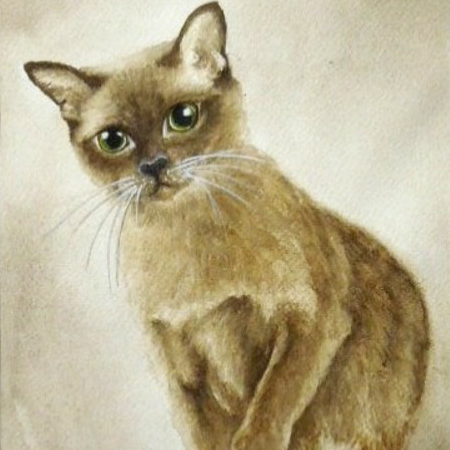 Бурманская кошечка № 246