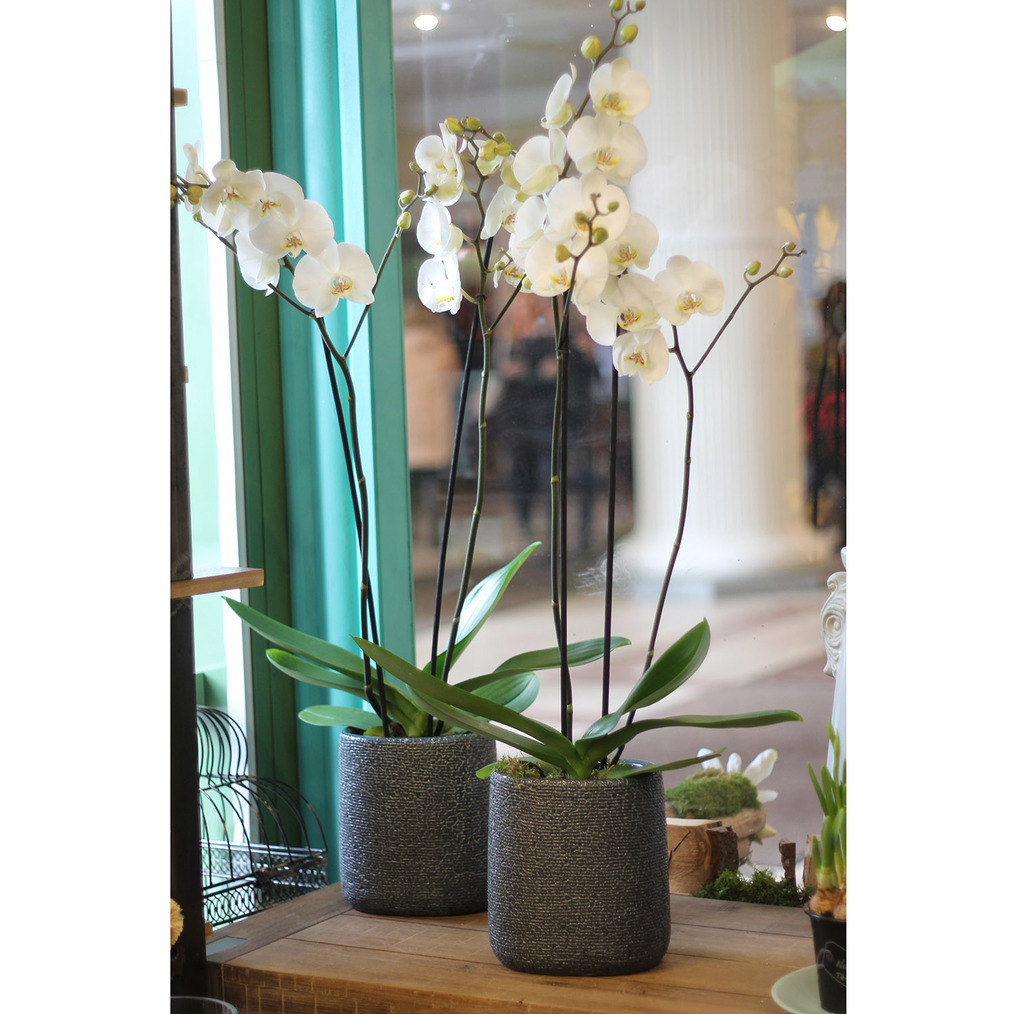 Орхидея Искусственная в вазе №080