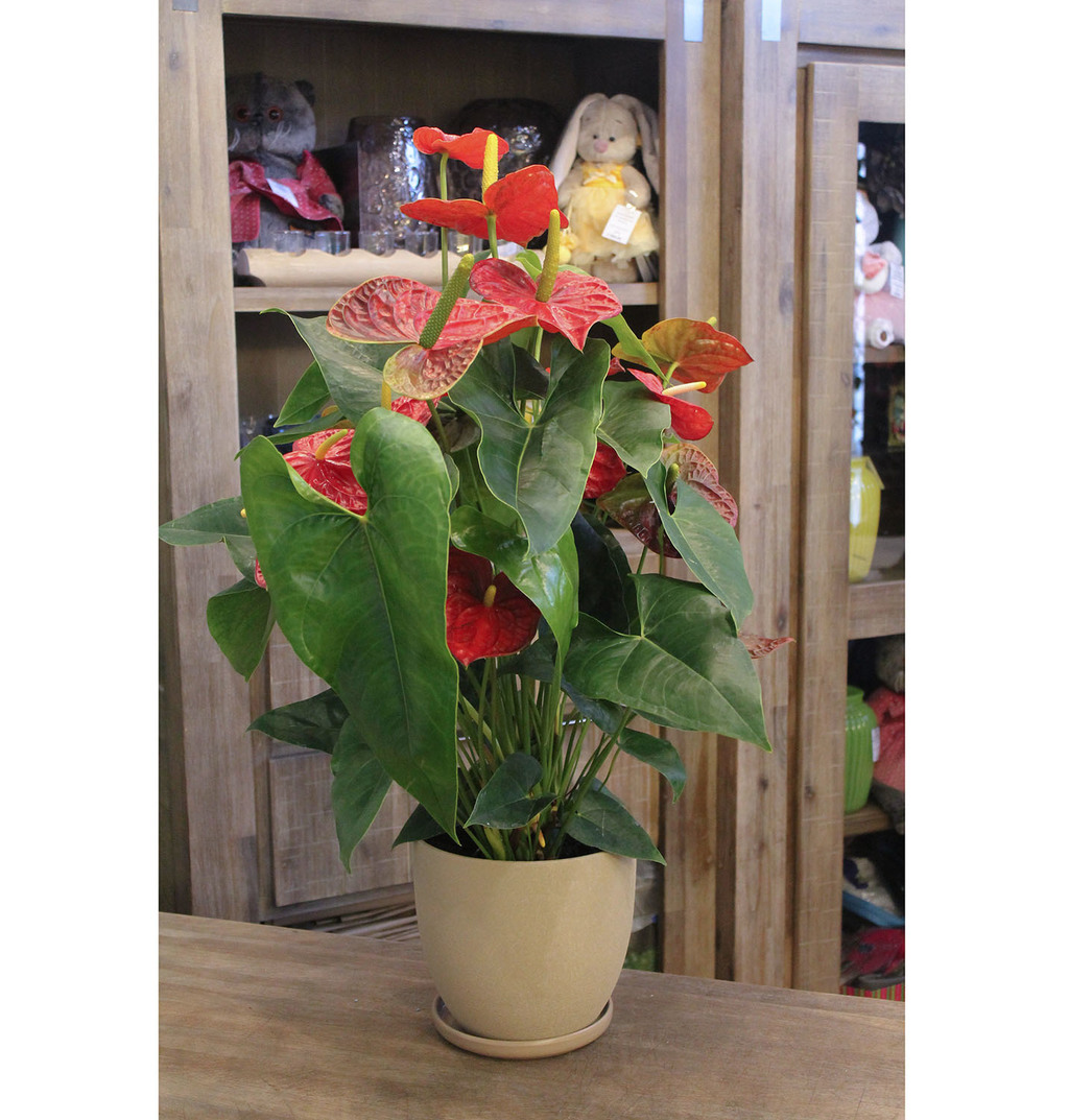 Антуриум искусственный в вазе №082