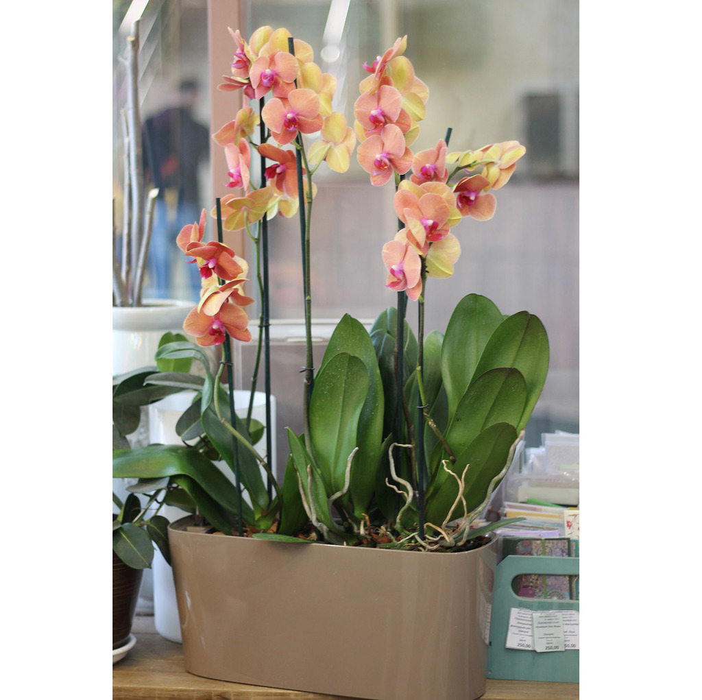 Композиция из орхидей  (искусс) в вазе №084