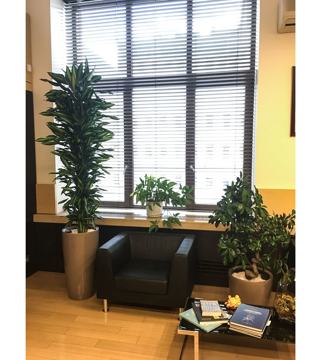 Озеленение офиса