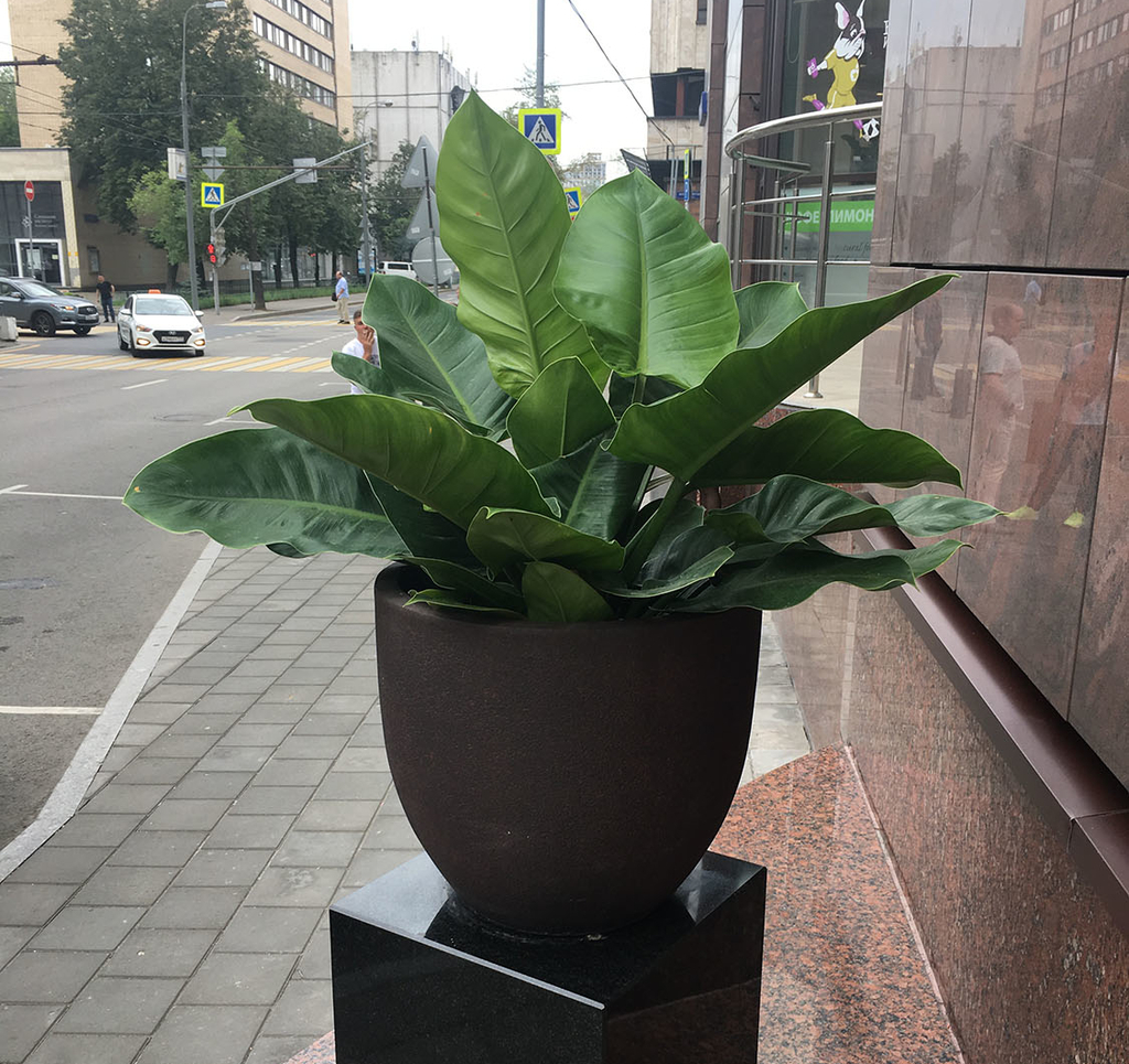 Уличное озеленение