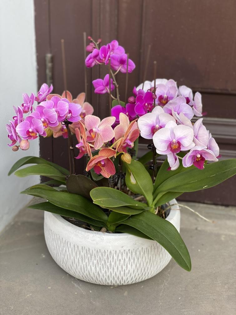 Орхидеи (искусс) в стильном кашпо №160