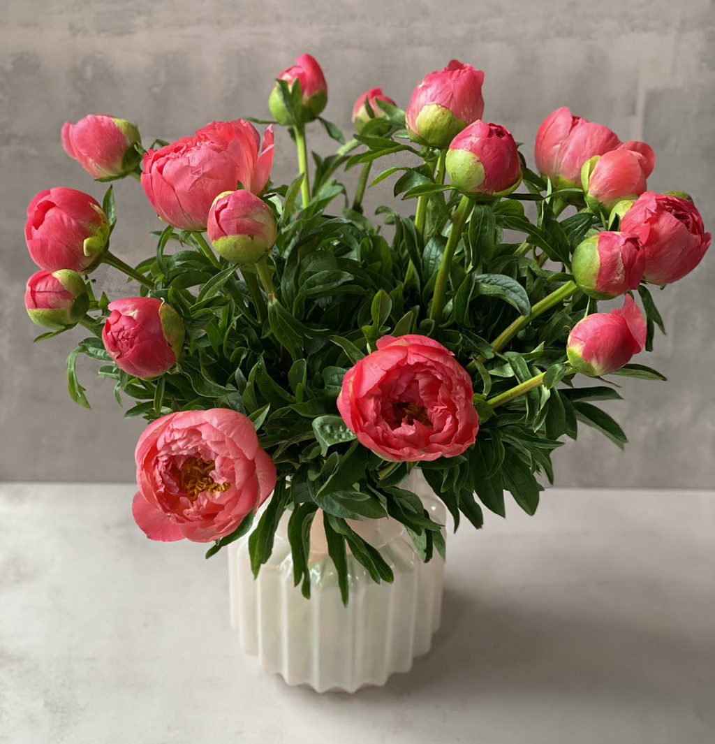 Пионы Корал Шарм 19 шт. №162