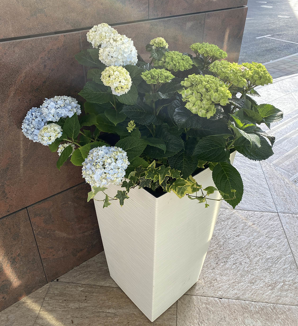 Голубая Гортензия