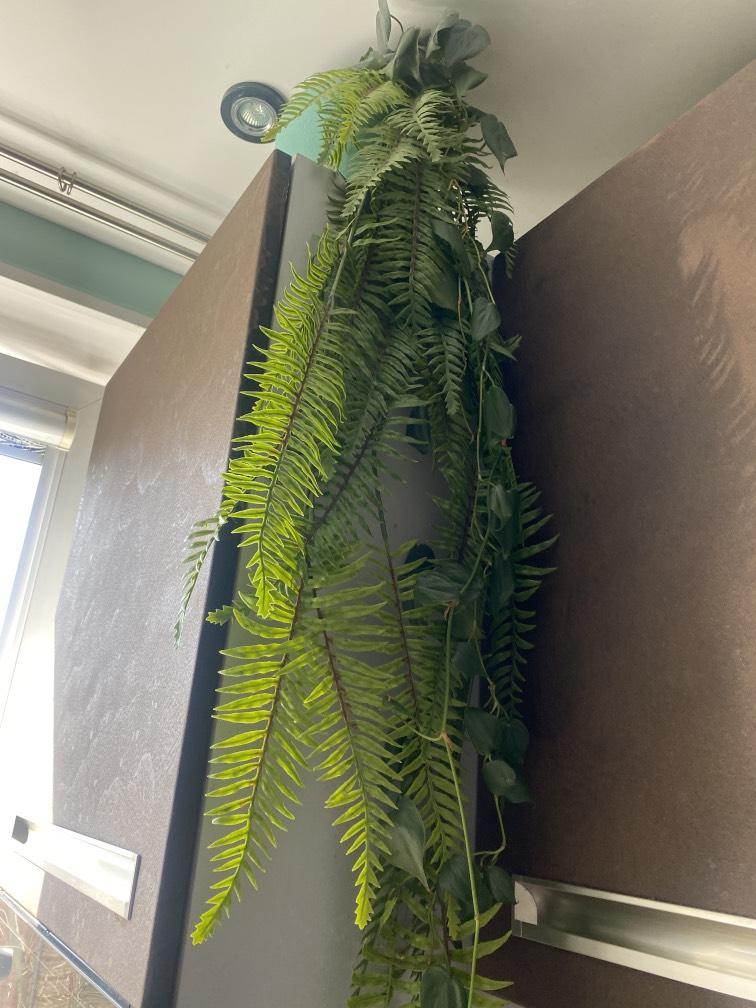 Папоротник Микс в керамике №247