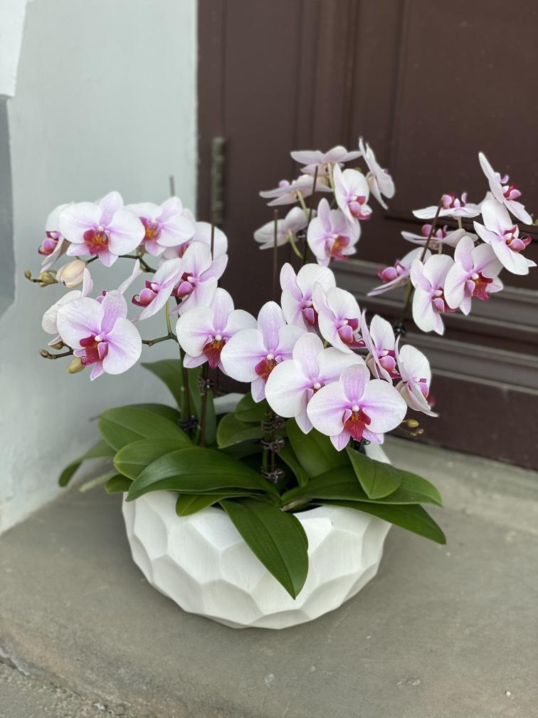 Белые искусственные орхидеи в кашпо №944