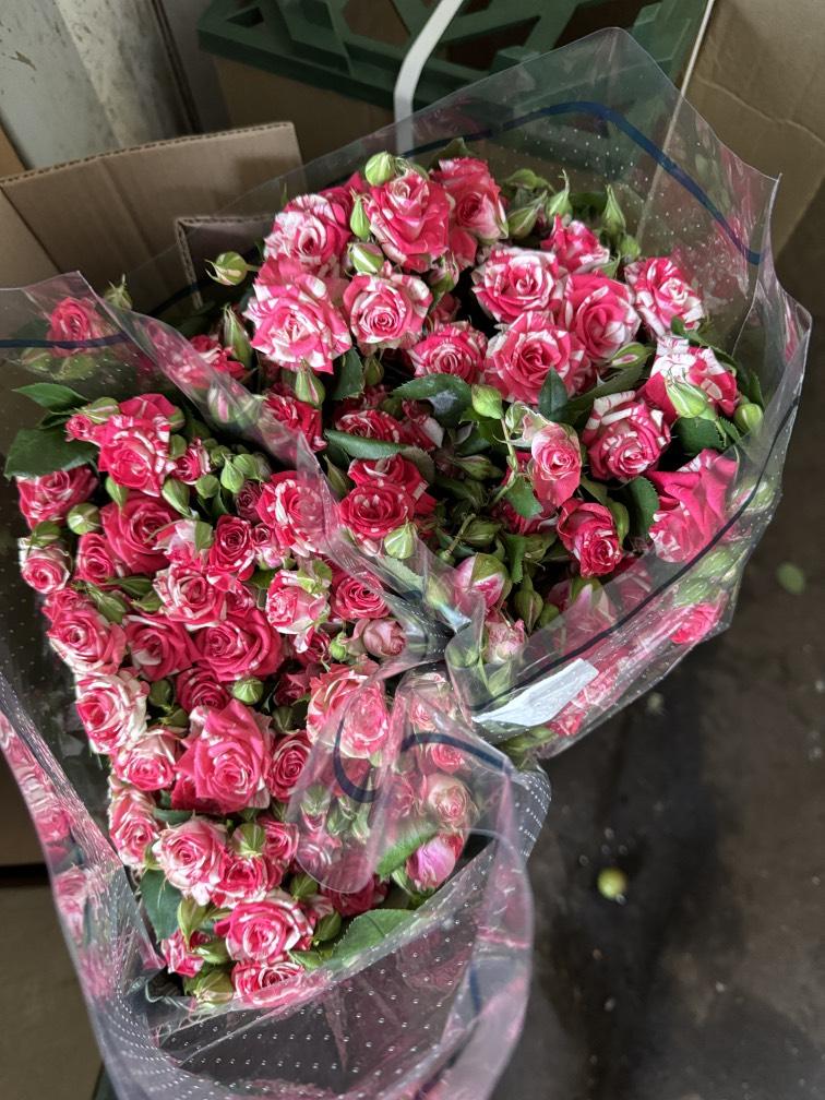 Роза Фейерверк №1111