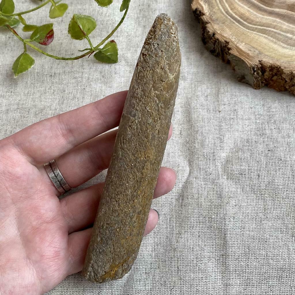 Ростр белемнита (L)