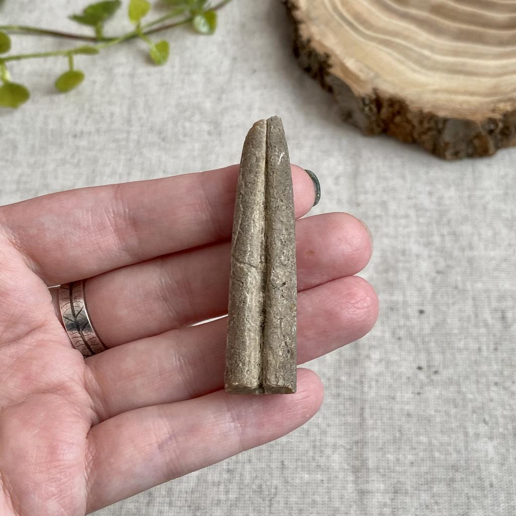 Ростр белемнита (s)