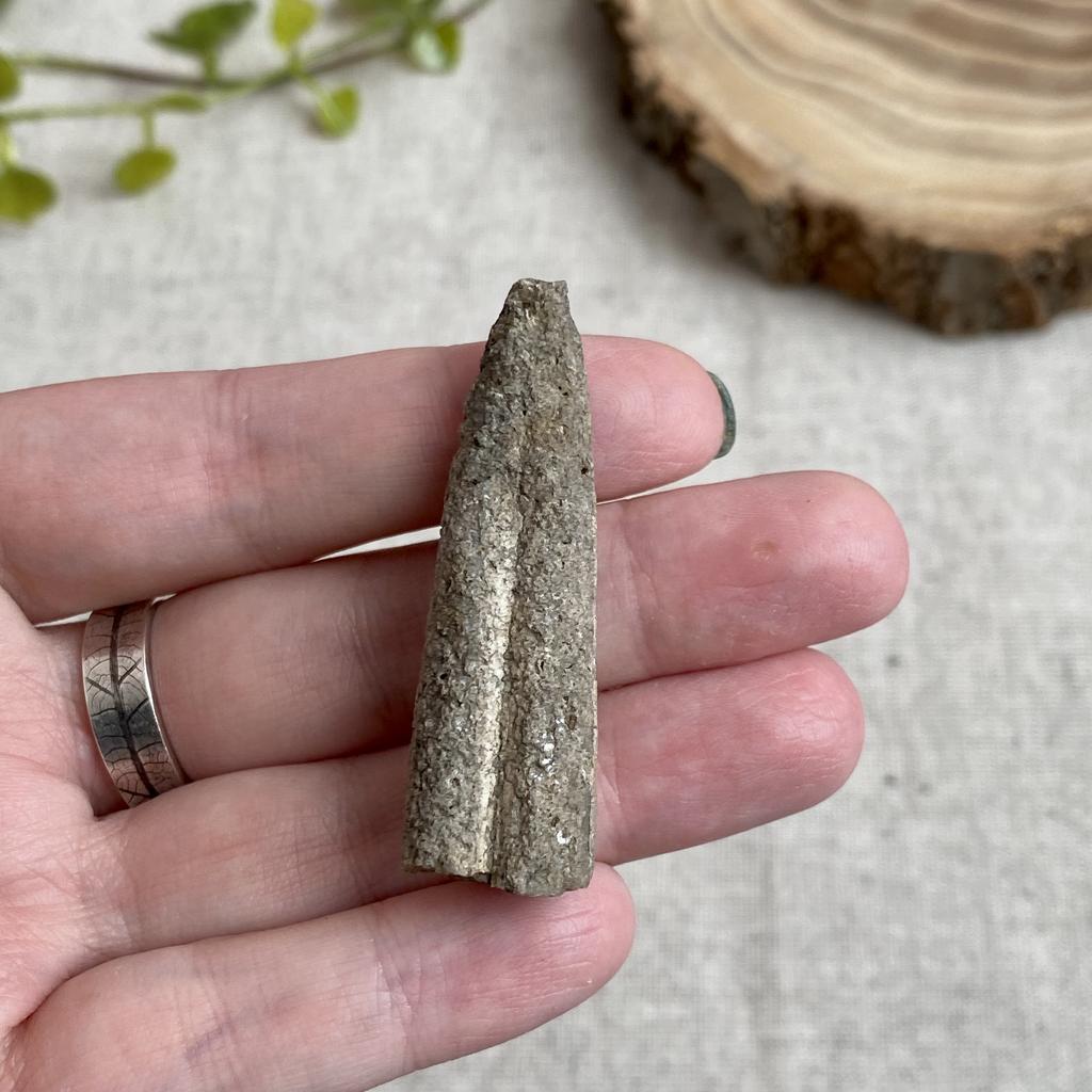 Ростр белемнита (s)