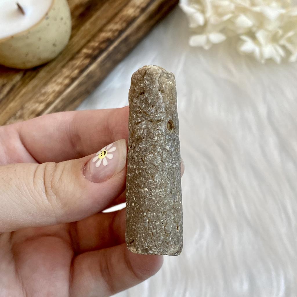 Ростр белемнита (s)