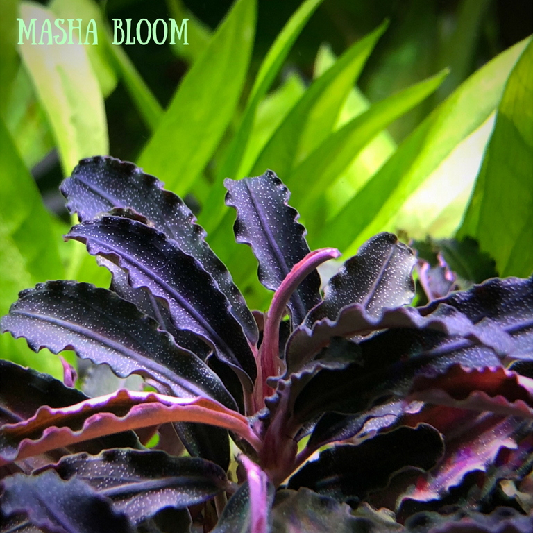 Буцефаландра годзилла