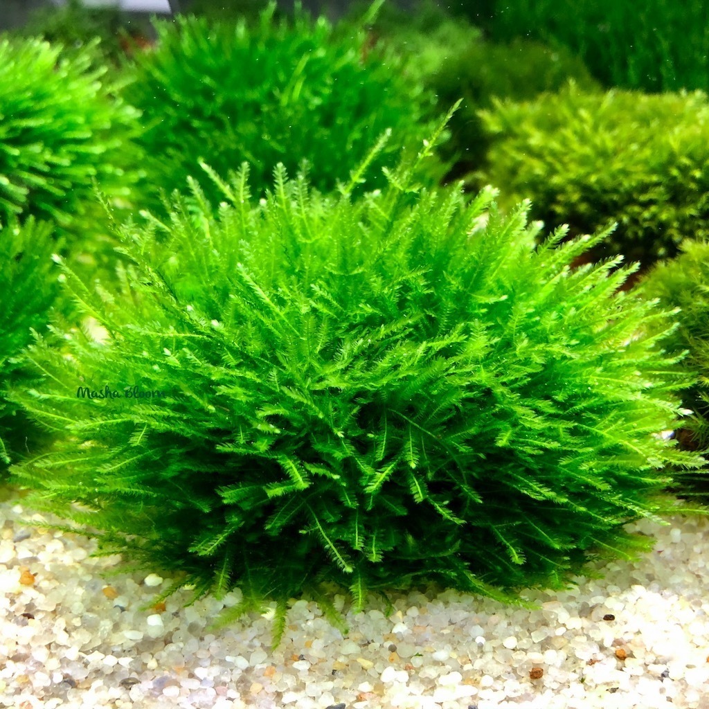 МОХ АНЧЕР на лаве