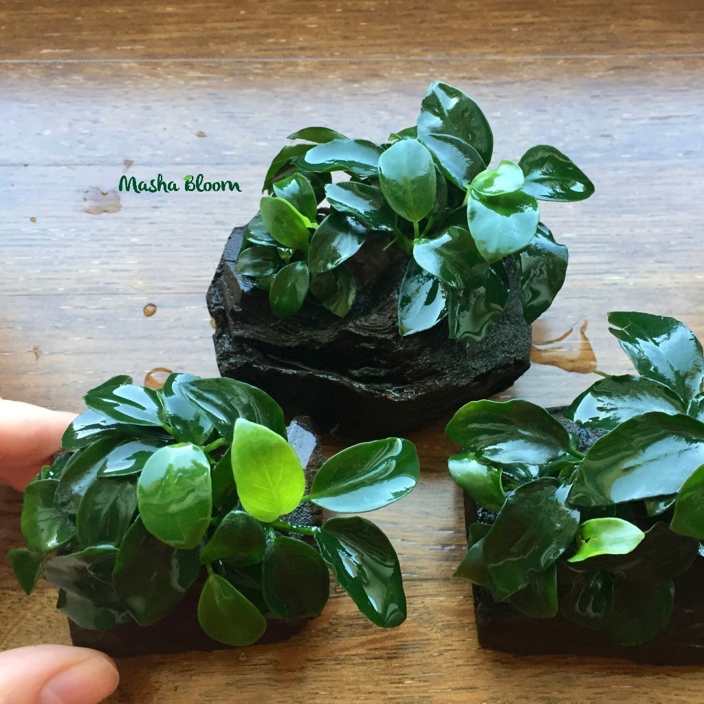 Кладенец семсерін көру порно 720p